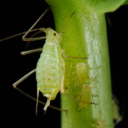 Aphids are an annoying marijuana pest. Today's tutorial teaches you how to get rid of them!