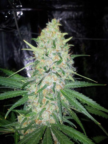 Northern Lights Auto - a famous "low-odor" cannabis strain with great effects that's easy to grow.
