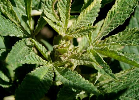 Example of damage to cannabis buds and new leaves caused by hemp russet mite [ picture by Whitney Cranshaw of Colorado State University