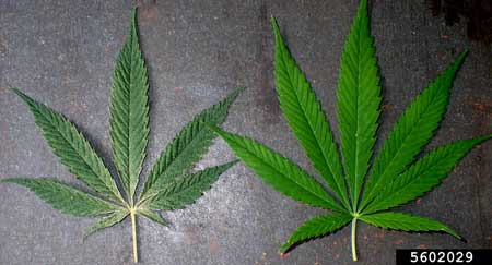 hemp russet mite (Aculops cannabicola (Farkas)) damage on cannabis leaf (left leaf has hemp russet mite damage, right leaf is healthy)