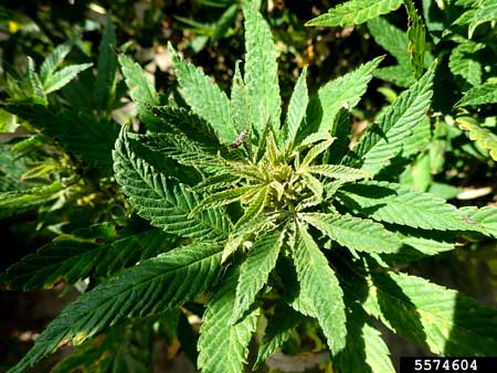 Hemp russet mite (Aculops cannabicola (Farkas)) damage on a cannabis plant. The bug is actually a ladybug nymph trying to eat the bugs.
