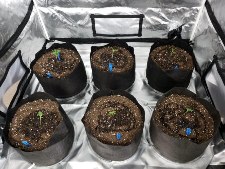 Learn how to water your soil-grown cannabis seedlings