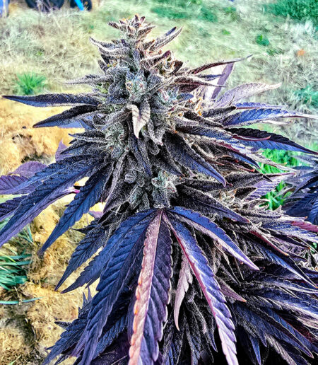 Purple Ghost Candy beautiful purple outdoor marijuana bud