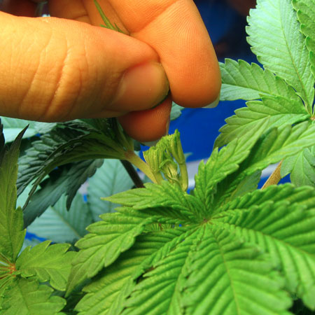 After FIM, your fimmed cannabis will have a "mowed top"