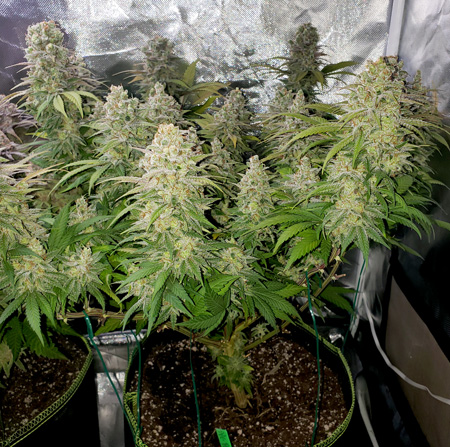 Blue Dream plant just before harvest - great beginner strain!