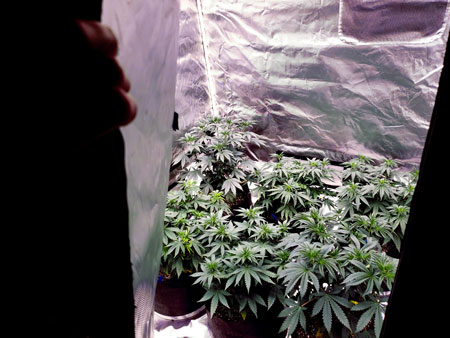 Check on happy cannabis plants every morning in your own secret home garden.