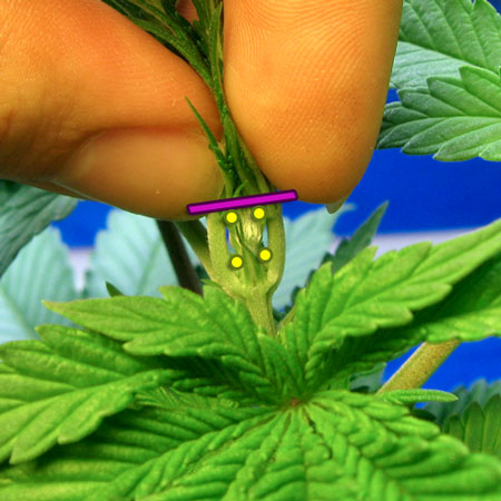 A diagram showing how to FIM your cannabis plant. Dots are where the new colas will be.