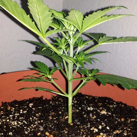 End of the cannabis fimming window. Don't fim plants bigger than this!