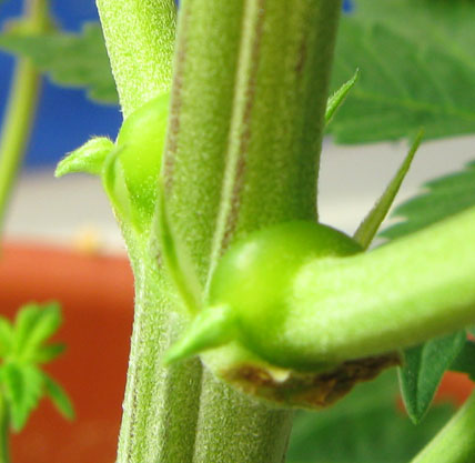 As pictured here, the marijuana nodes become enlarged (at the base) after the plant is topped