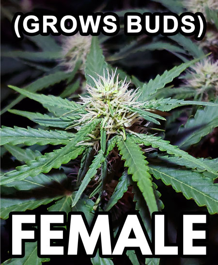 Female cannabis plants grow buds! Here's what those buds look like at first.