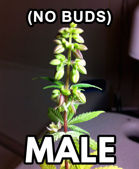 Male cannabis plant example of pollen sacs. Male plants do not produce buds.