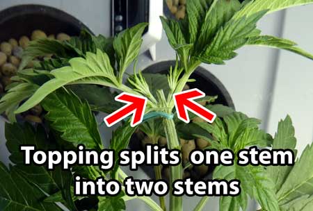 Topping diagram
