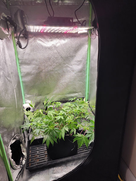 Example of a cannabis plant that was trained with bending/LST to grow flat and wide.