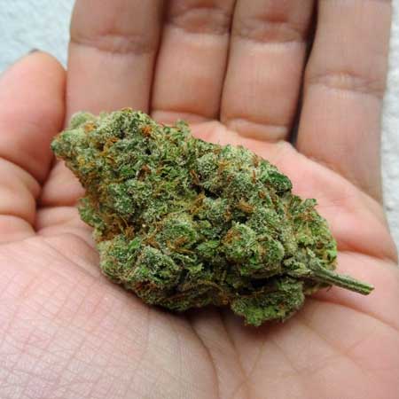 Home grown cannabis buds (Platinum Cookies) in my hand, in all its glory!