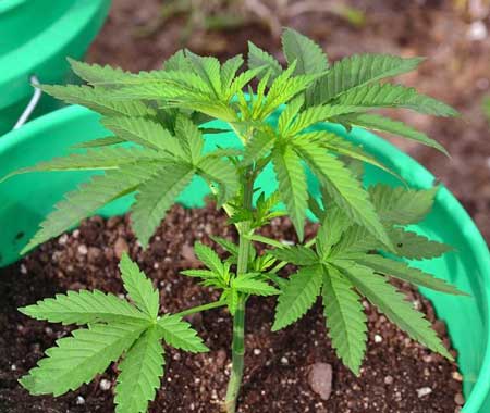 Ideal fimming size for a cannabis seedling.