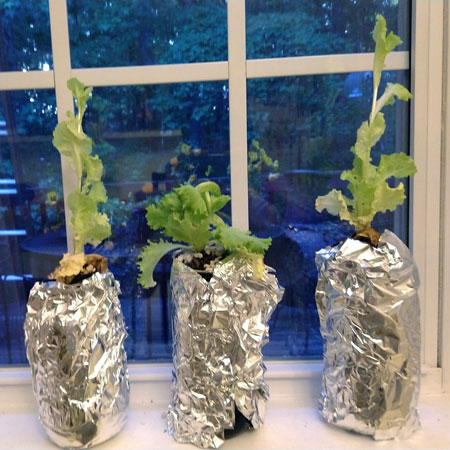 Lettuce grown in the kratky method, but is it good for growing cannabis?