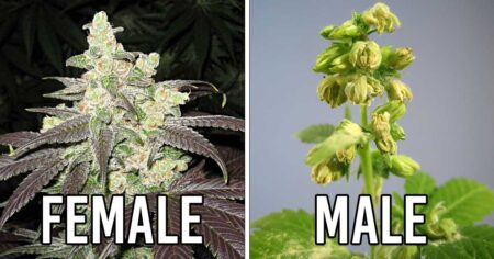 Male vs Female Cannabis Plants - Examples of buds vs pollen sacs