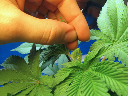 Example of a mowed top after fimming a marijuana plant