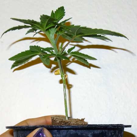 Still too small to top or fim this cannabis seedling