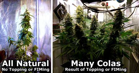 Fimming vs natural cannabis - diagram