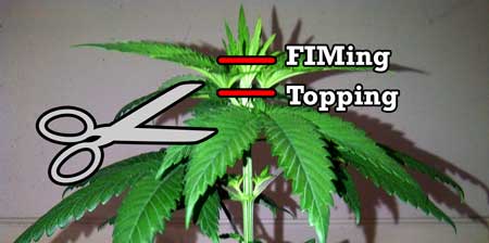 Topping vs Fimming cannabis diagram