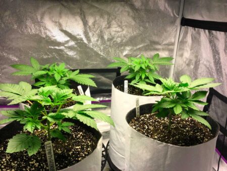 Young vegetative cannabis plants growing in Coco Loco soil