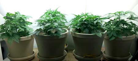 Happy green young cannabis plants in the vegetative stage