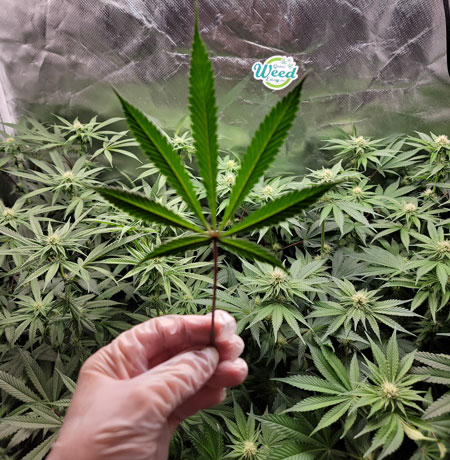 Some photoperiod strains take longer than others