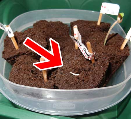 Example of a cannabis seedling where the roots are growing straight up out of the Rapid Rooter (taproot upside down)