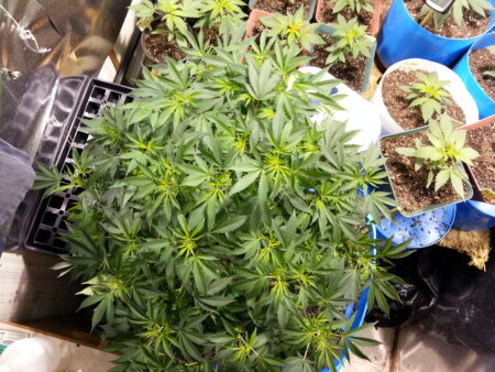 Giant monster cannabis plant grown indoors