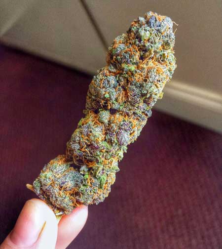 A beautiful colorful cannabis bud - top-shelf weed starts with top-shelf genetics!