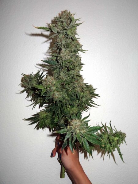 A huge cannabis cola in hand, the result of strategic defoliation according to this defoliation tutorial