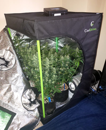 Cool Grows 2x2x3 mini grow tent with cannabis plants thriving inside