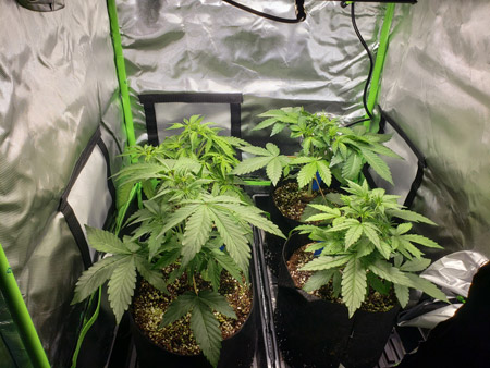 4 autoflowering cannabis plants in the mini grow tent grow cube