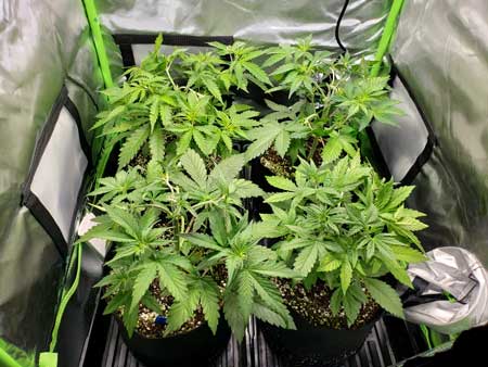 4 autoflowering cannabis plants trained flat to fill up the mini grow tent
