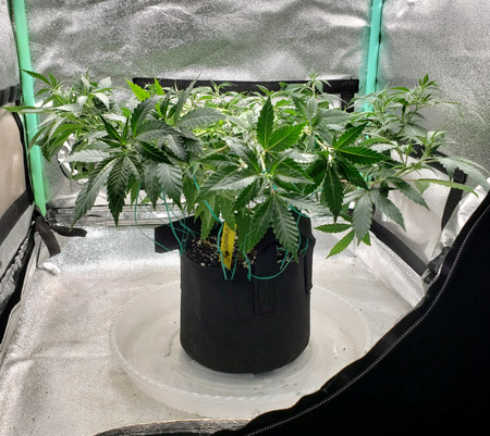 Flat cannabis plant post training