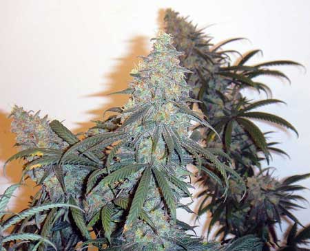 Critical Sensi Star, grown by Endive, ready to harvest!