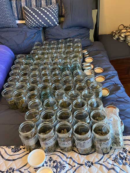 Click here to start growing big buds!