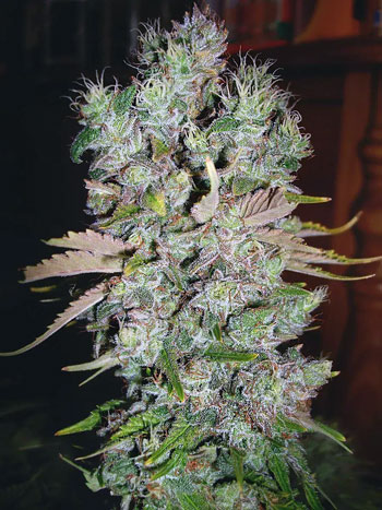 Auto Blueberry Domina strain by Ministry of Cannabis - heat damaged and ready to harvest