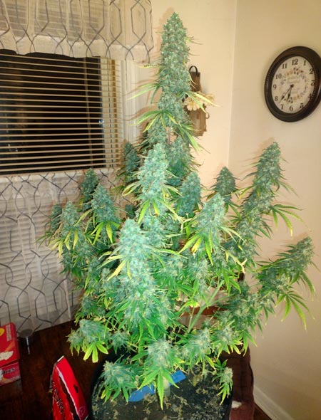 A beautiful autoflowering plant on Gator's kitchen table