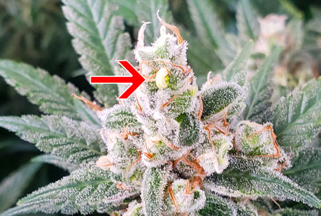 A bud with a banana (herm), just about ready to harvest