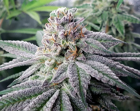 Candy Games bud by Happy Valley Genetics