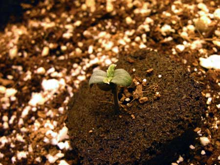 Cannabis seedling that was germinated in Rapid Rooter in coco