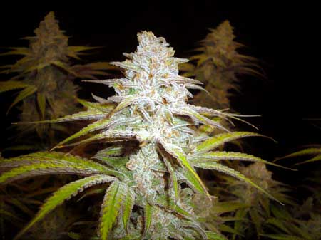 Peyote Critical bud by Barney's Farm - ready to harvest!