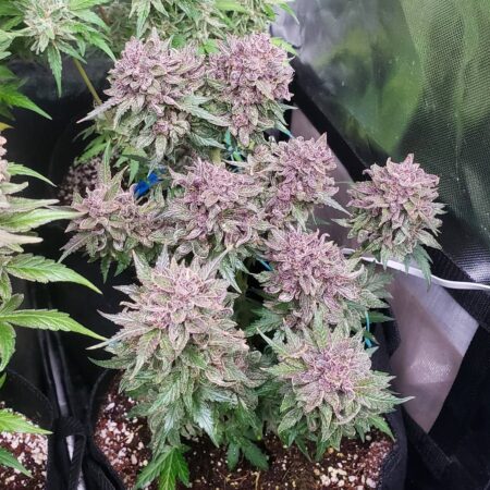 Creme de la Chem purple cannabis autoflowering buds just before harvest
