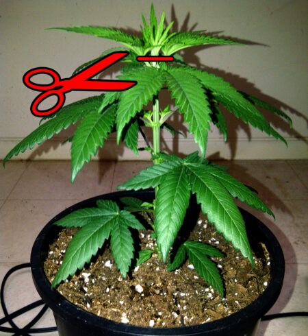 Topping a cannabis plant - cut off the top tip above the 5th set of leaves