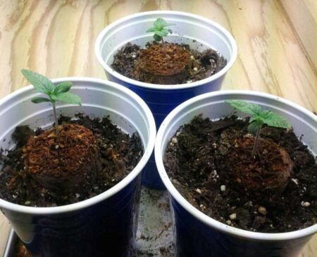 Cannabis seedlings germinated in a seedling plug in coco