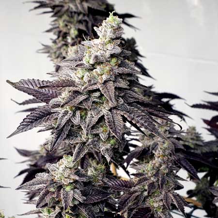 Dos Si Does 33 by Barney's Farm insane purple bud closeup