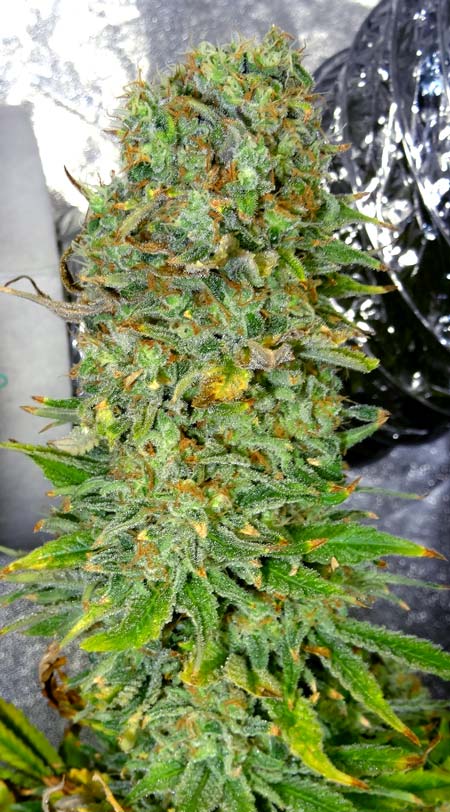 Haze 1 by Nirvana - fat cannabis bud ready to harvest