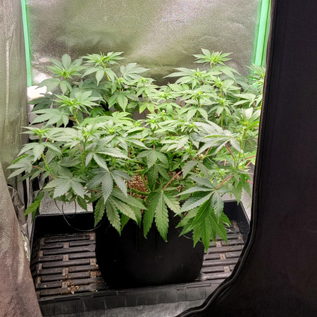 Trained cannabis plant in a mini tent that's been trained to be flat and wide like a table